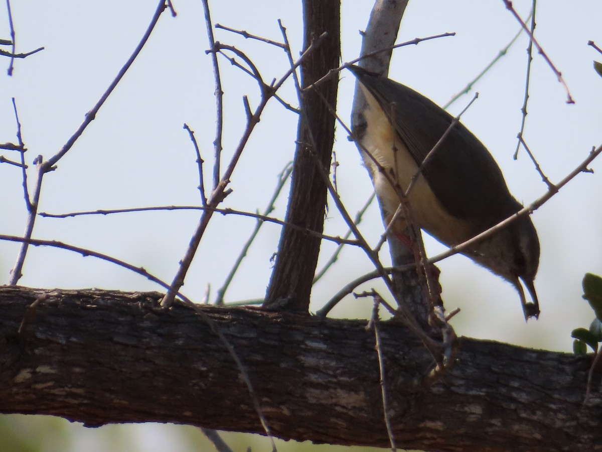 Long-billed Crombec - ML626498924