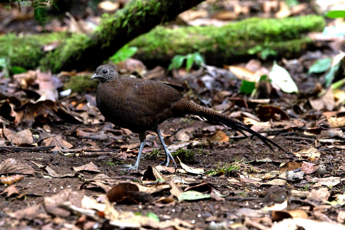 Bronze-tailed Peacock-Pheasant - ML626498959