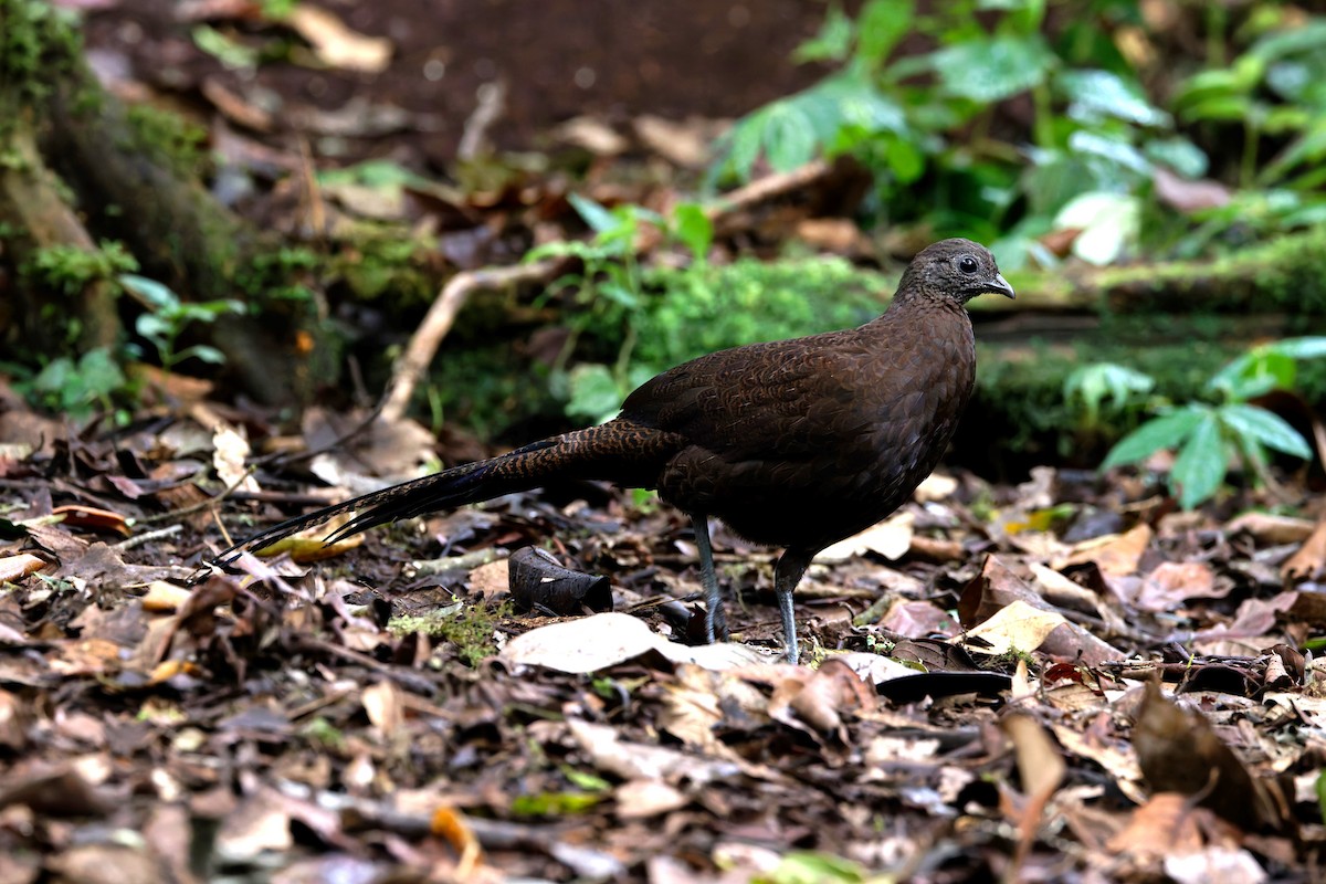 Bronze-tailed Peacock-Pheasant - ML626498965