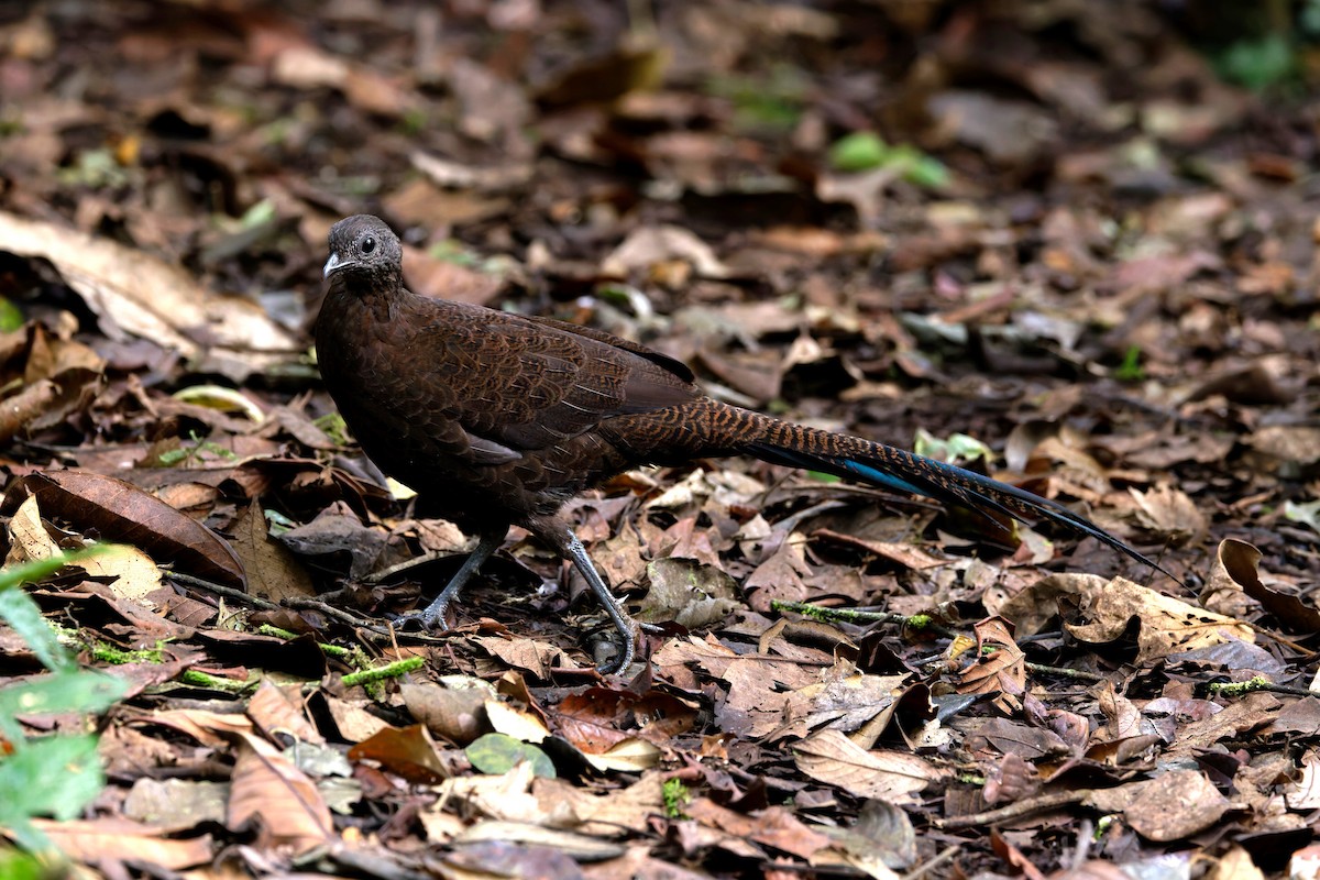 Bronze-tailed Peacock-Pheasant - ML626498969