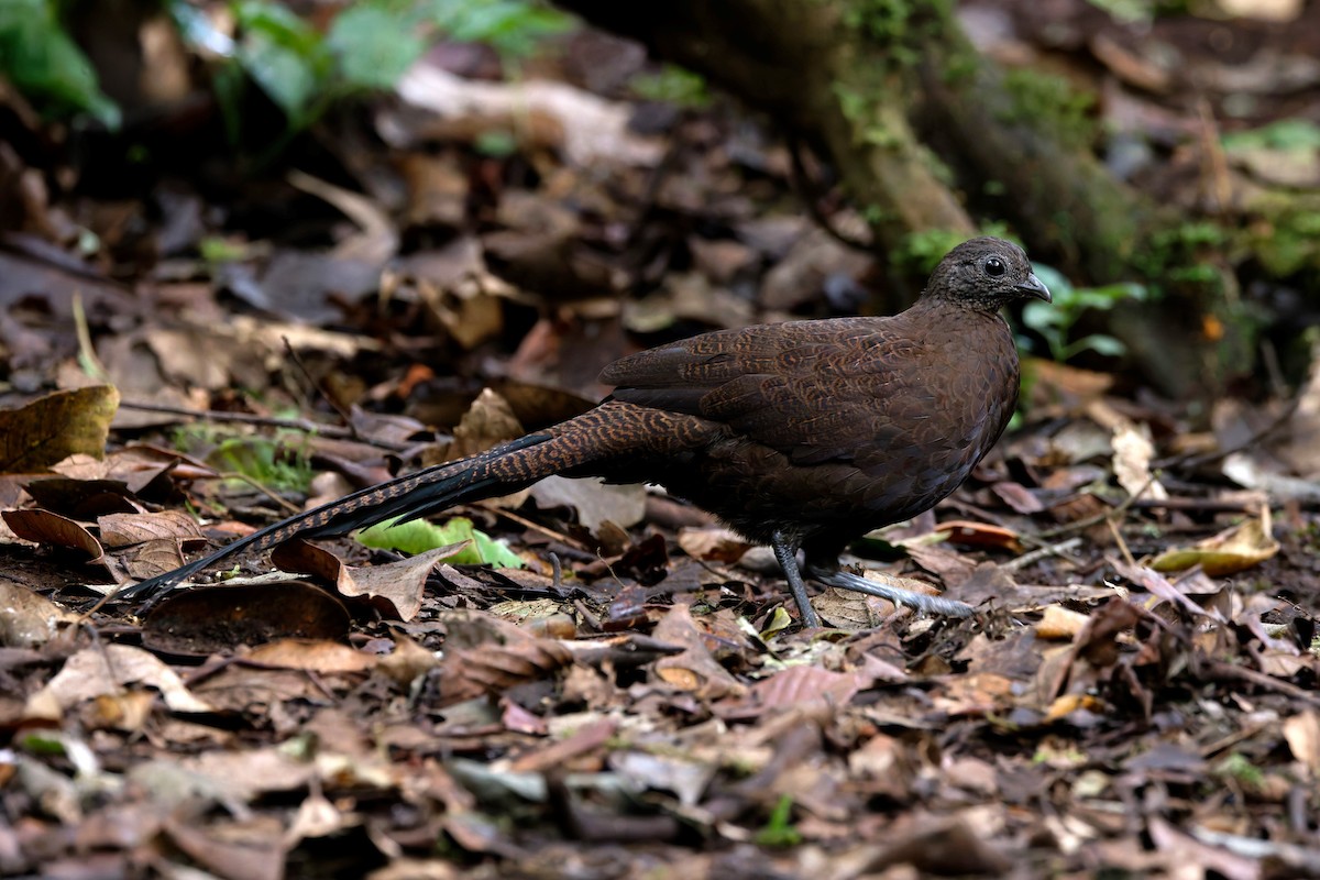 Bronze-tailed Peacock-Pheasant - ML626498970