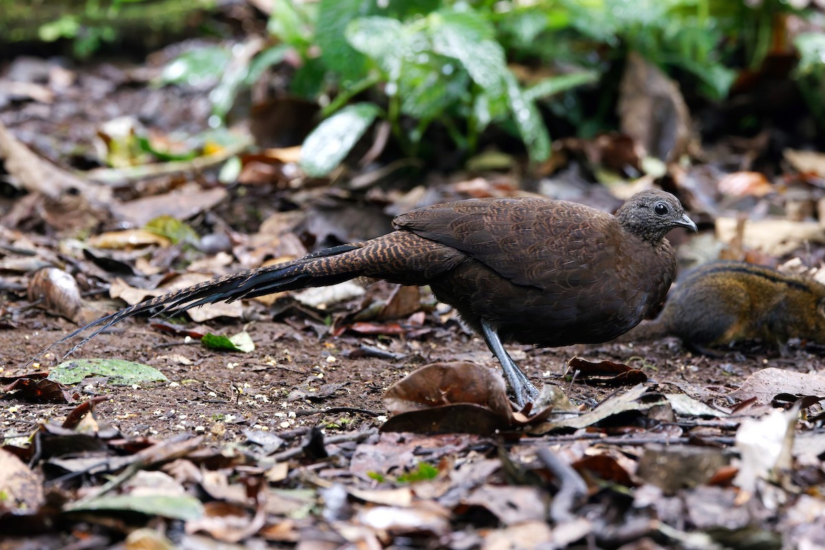 Bronze-tailed Peacock-Pheasant - ML626498991