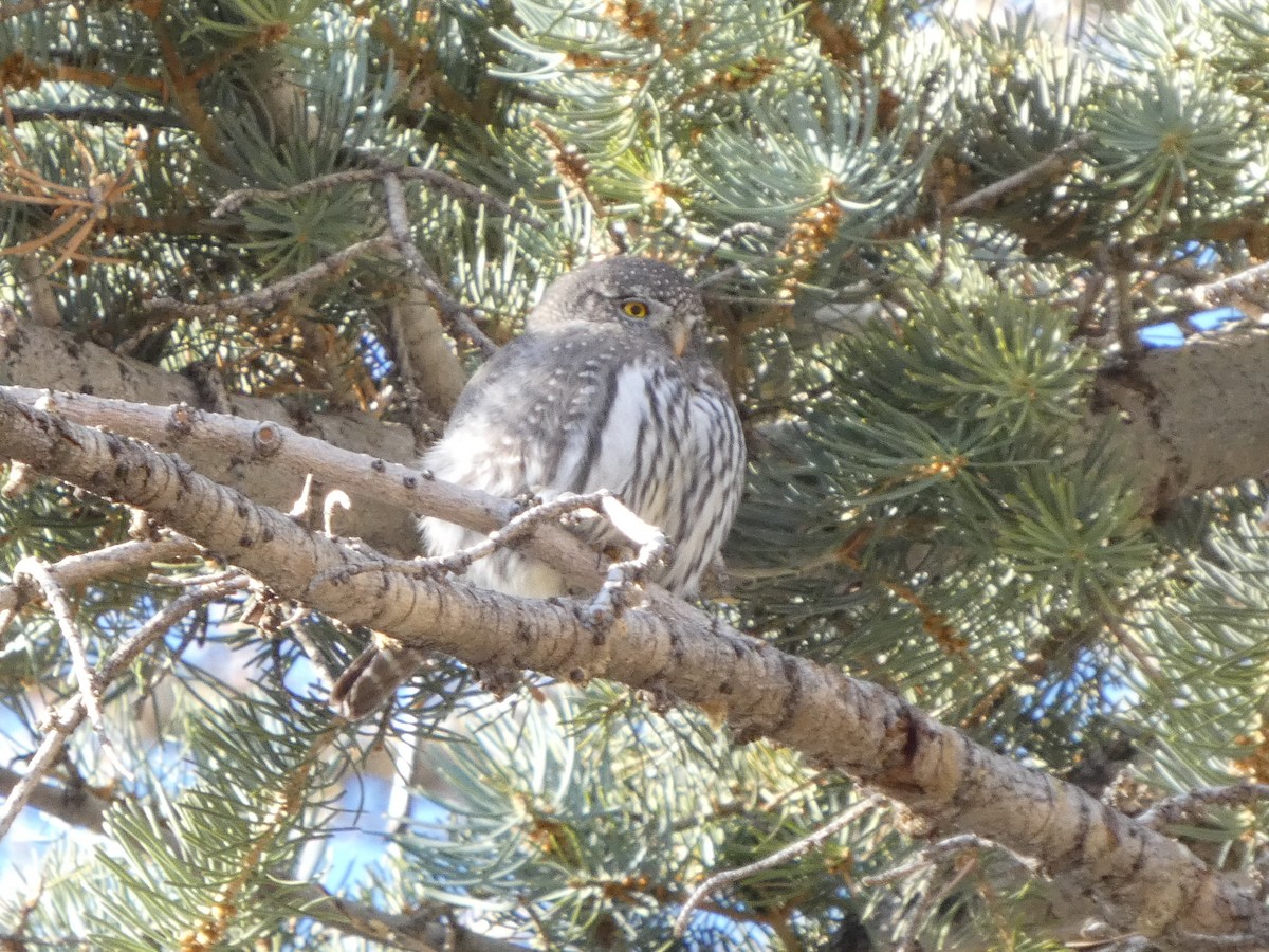 Northern Pygmy-Owl - ML626498998