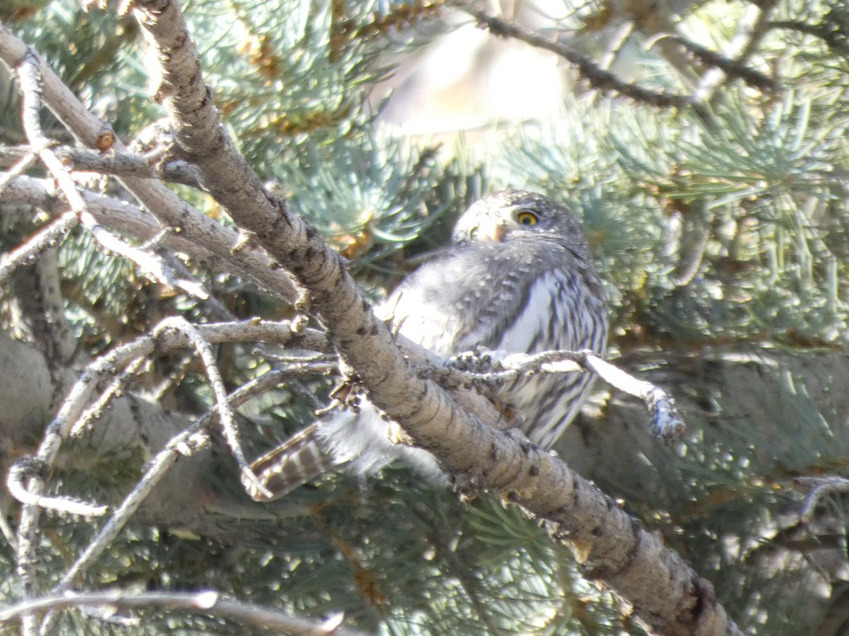Northern Pygmy-Owl - ML626498999