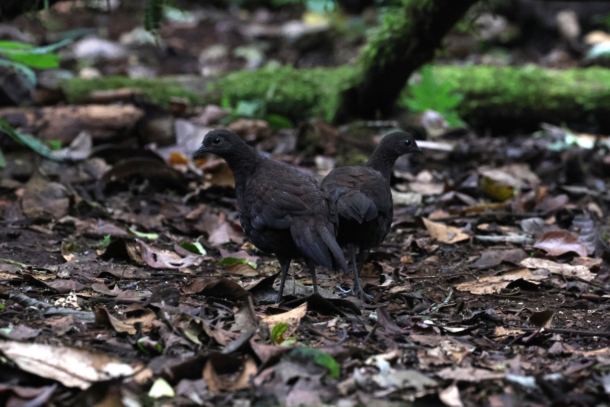 Bronze-tailed Peacock-Pheasant - ML626499169