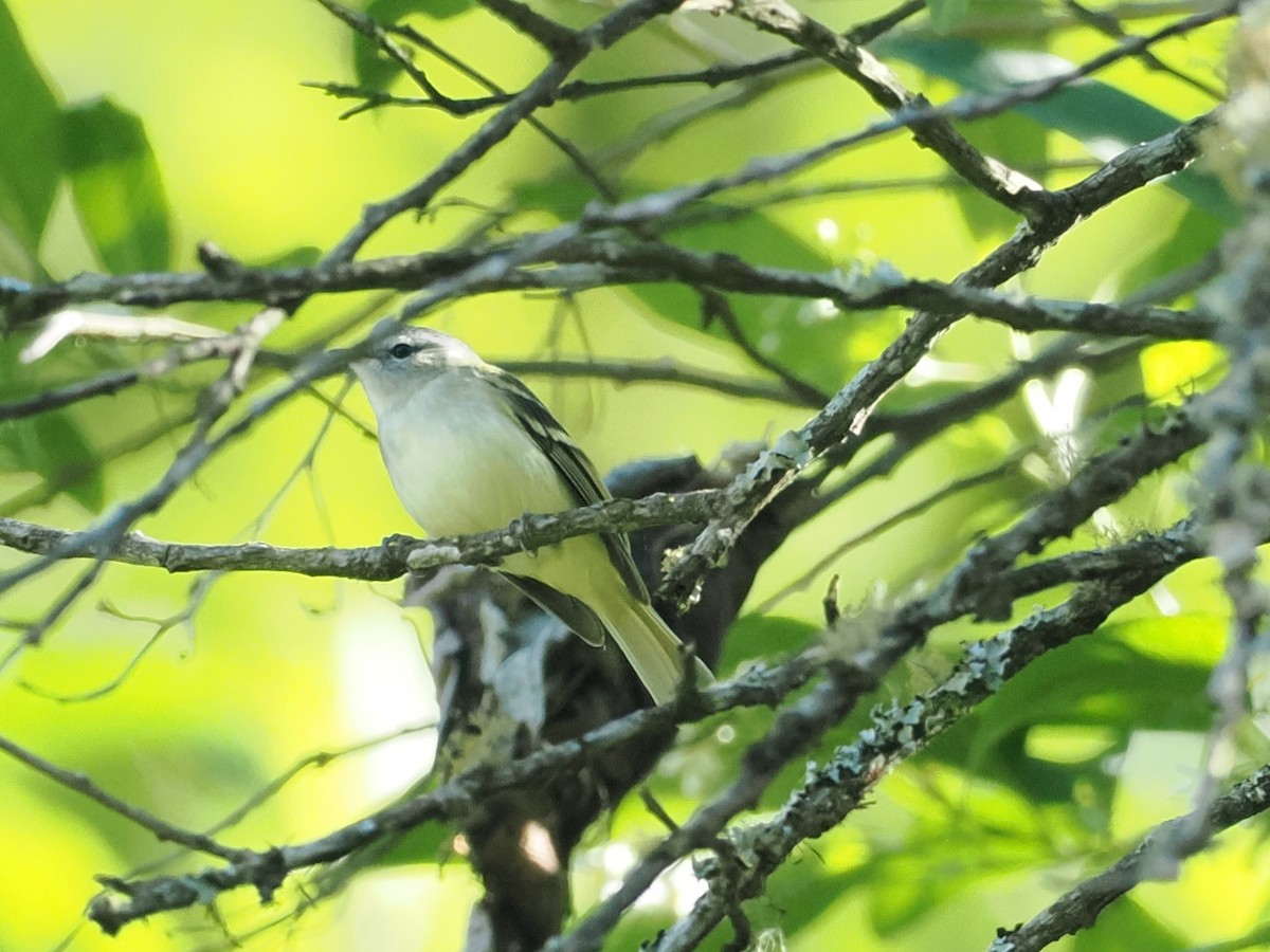 Buff-banded Tyrannulet - ML626499177