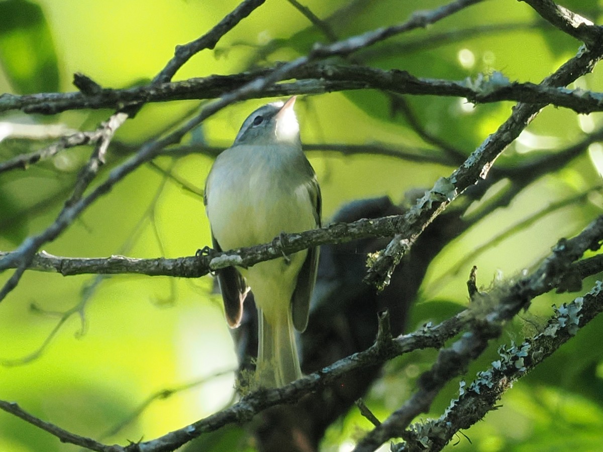 Buff-banded Tyrannulet - ML626499178
