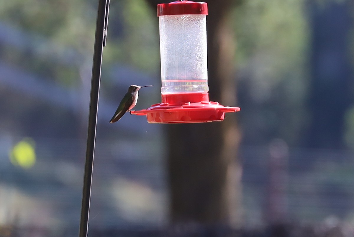 Black-chinned Hummingbird - ML626499257