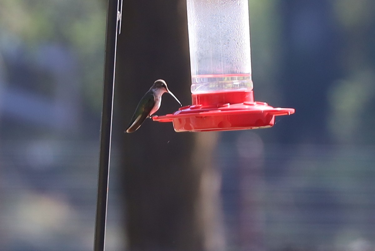 Black-chinned Hummingbird - ML626499260