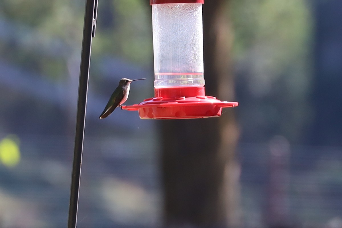 Black-chinned Hummingbird - ML626499264
