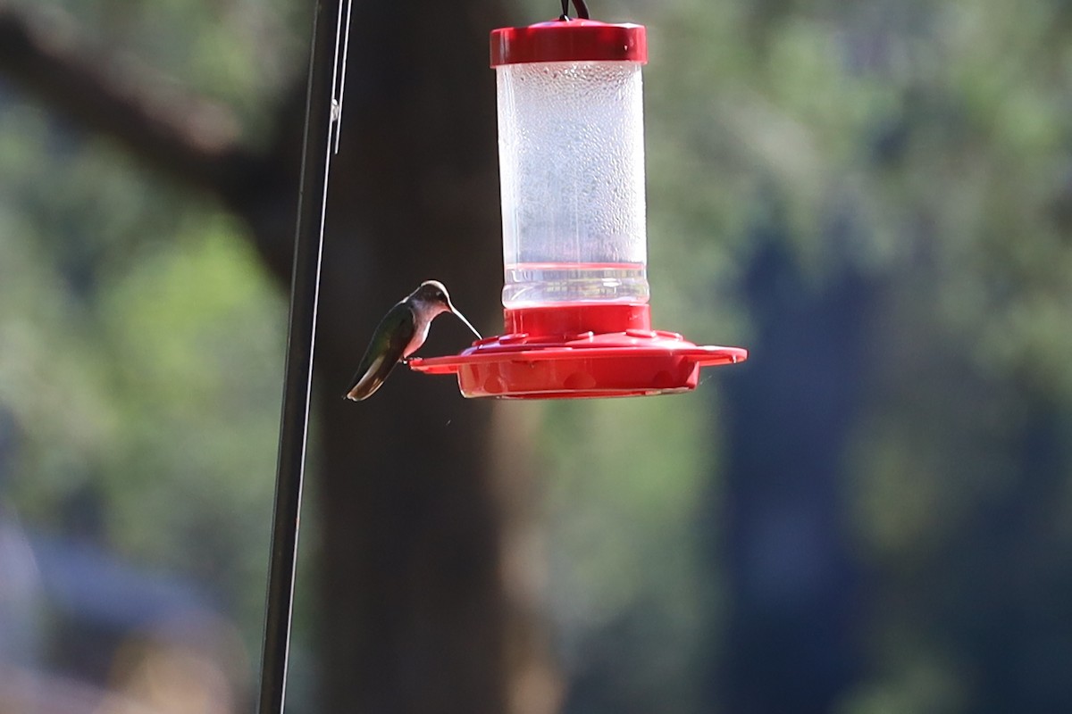 Black-chinned Hummingbird - ML626499273