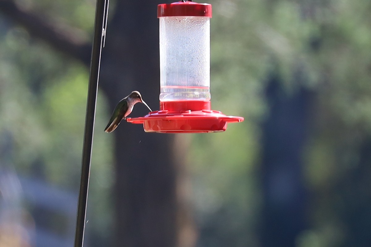 Black-chinned Hummingbird - ML626499277