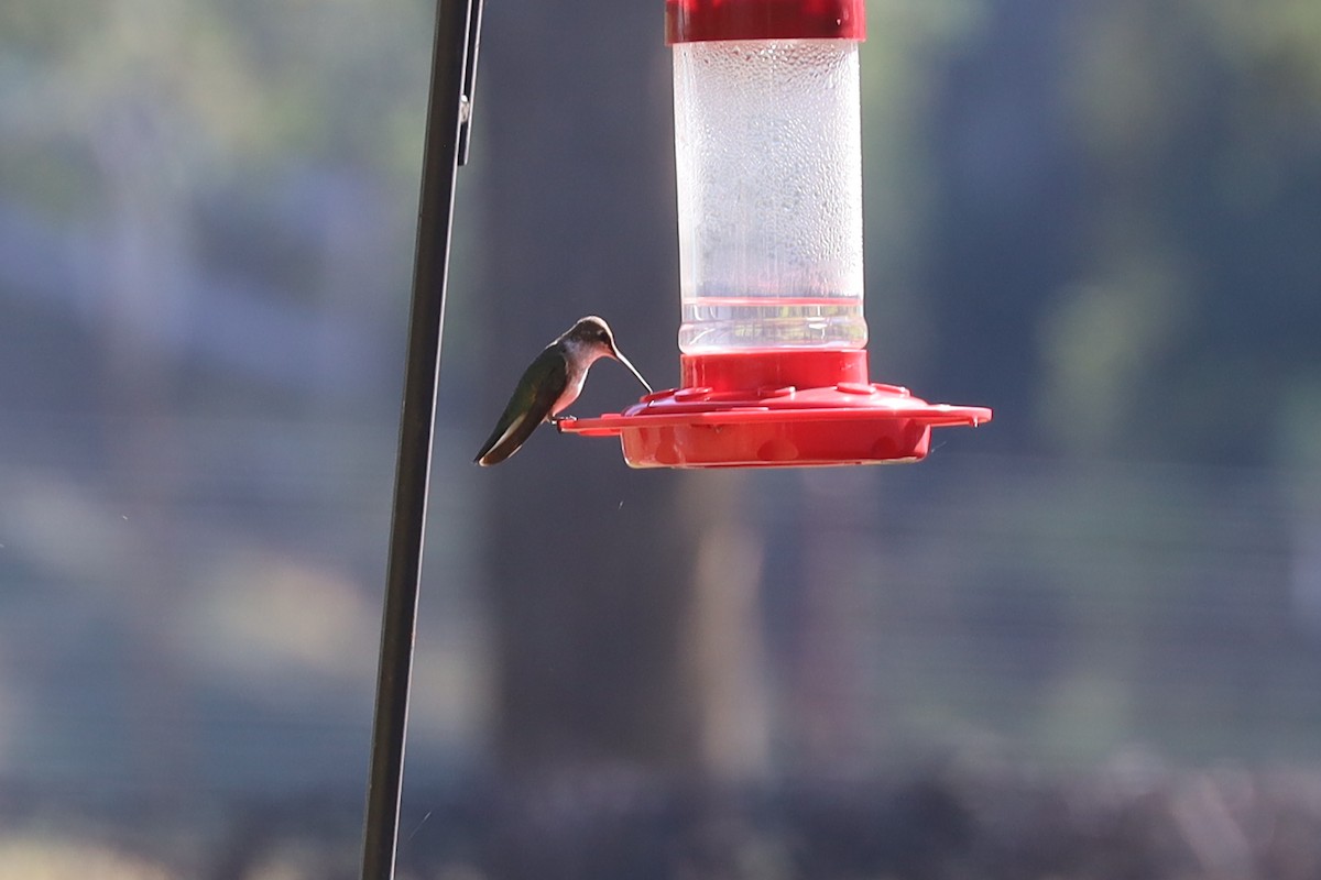 Black-chinned Hummingbird - ML626499278