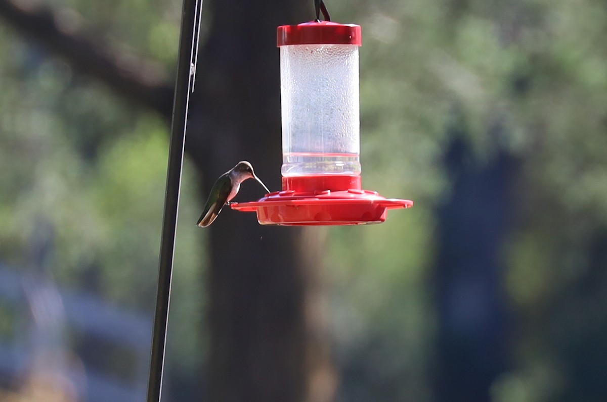 Black-chinned Hummingbird - ML626499287