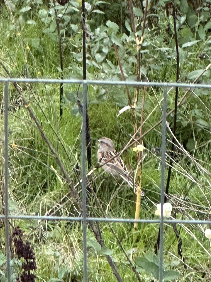 American Tree Sparrow - ML626499312