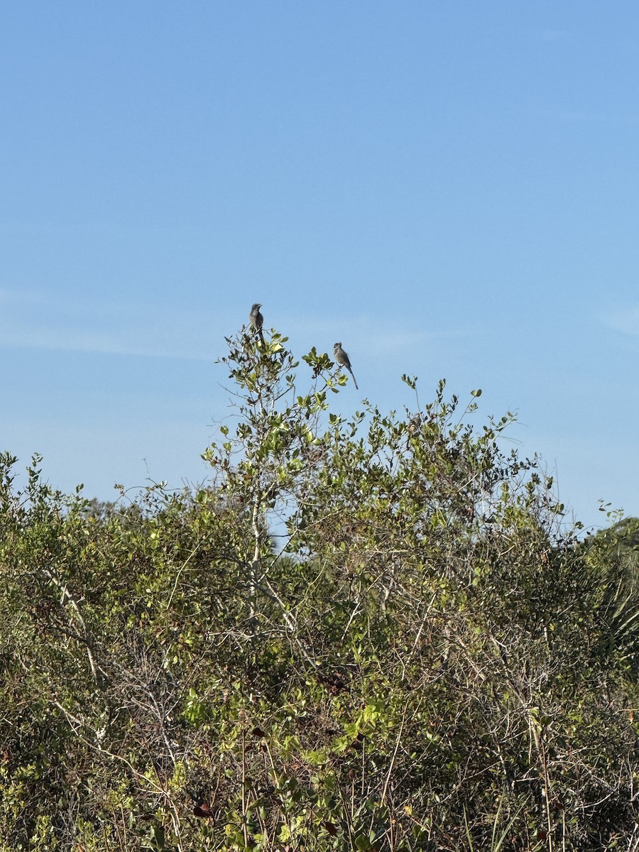 Florida Scrub-Jay - ML626499471