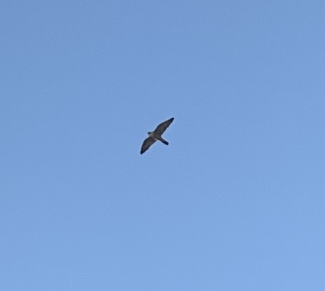 Peregrine Falcon - ML626499646