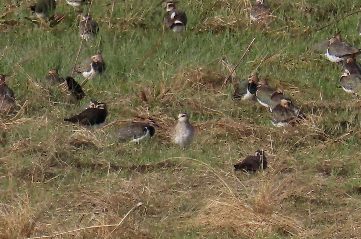 Sociable Lapwing - José María García Jiménez