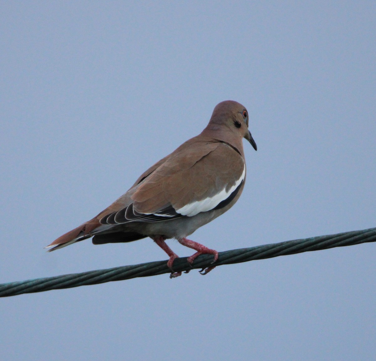 White-winged Dove - ML626499671