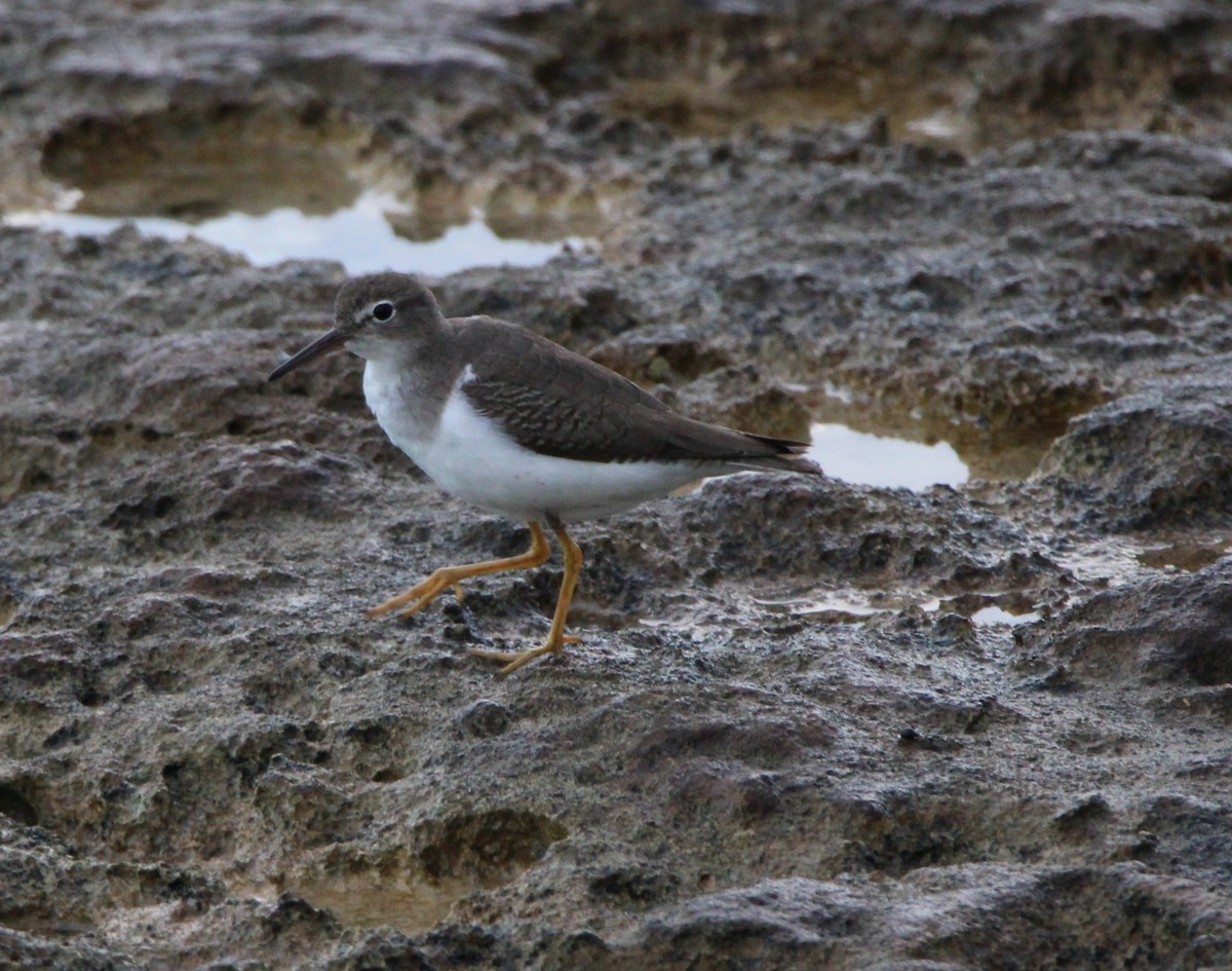 Spotted Sandpiper - ML626499679