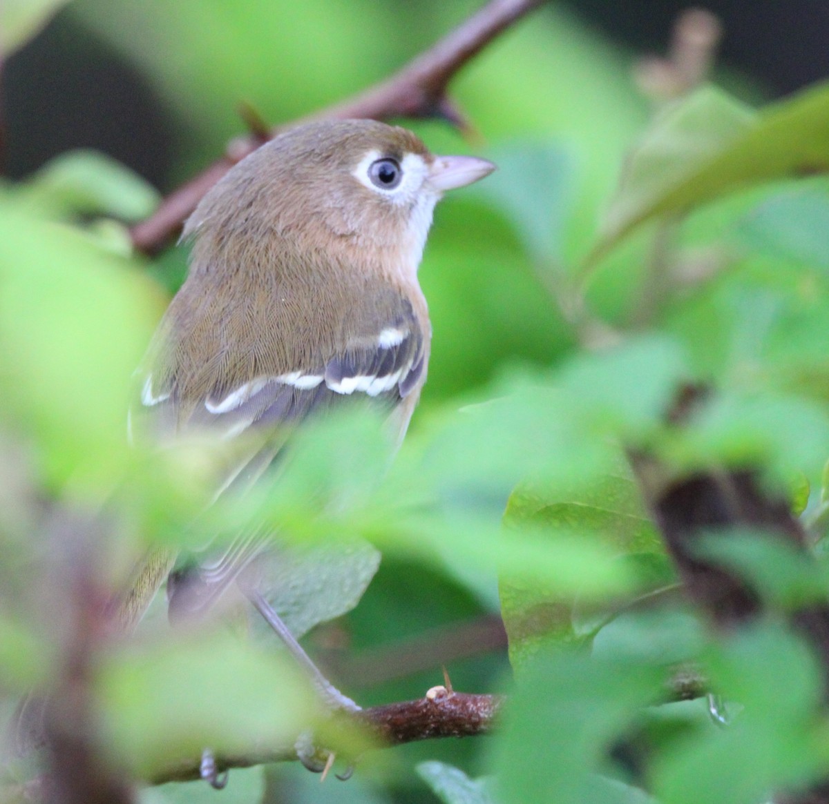 Cozumel Vireo - ML626499693