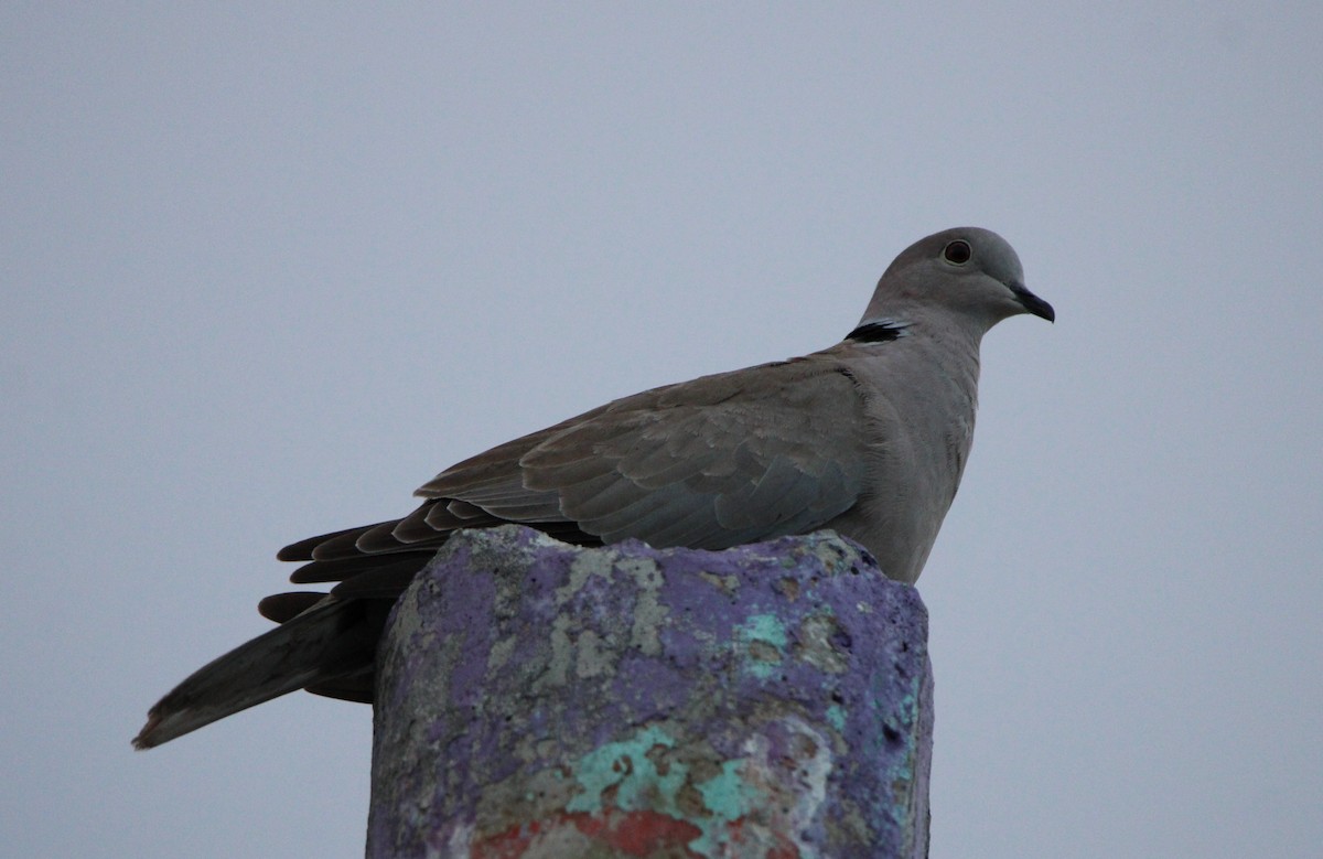 Eurasian Collared-Dove - ML626499702