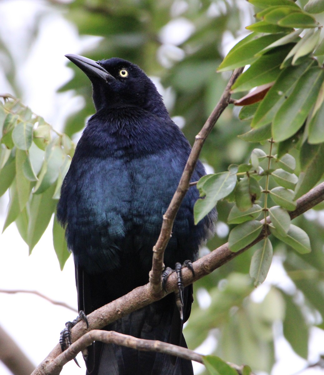 Great-tailed Grackle - ML626499758