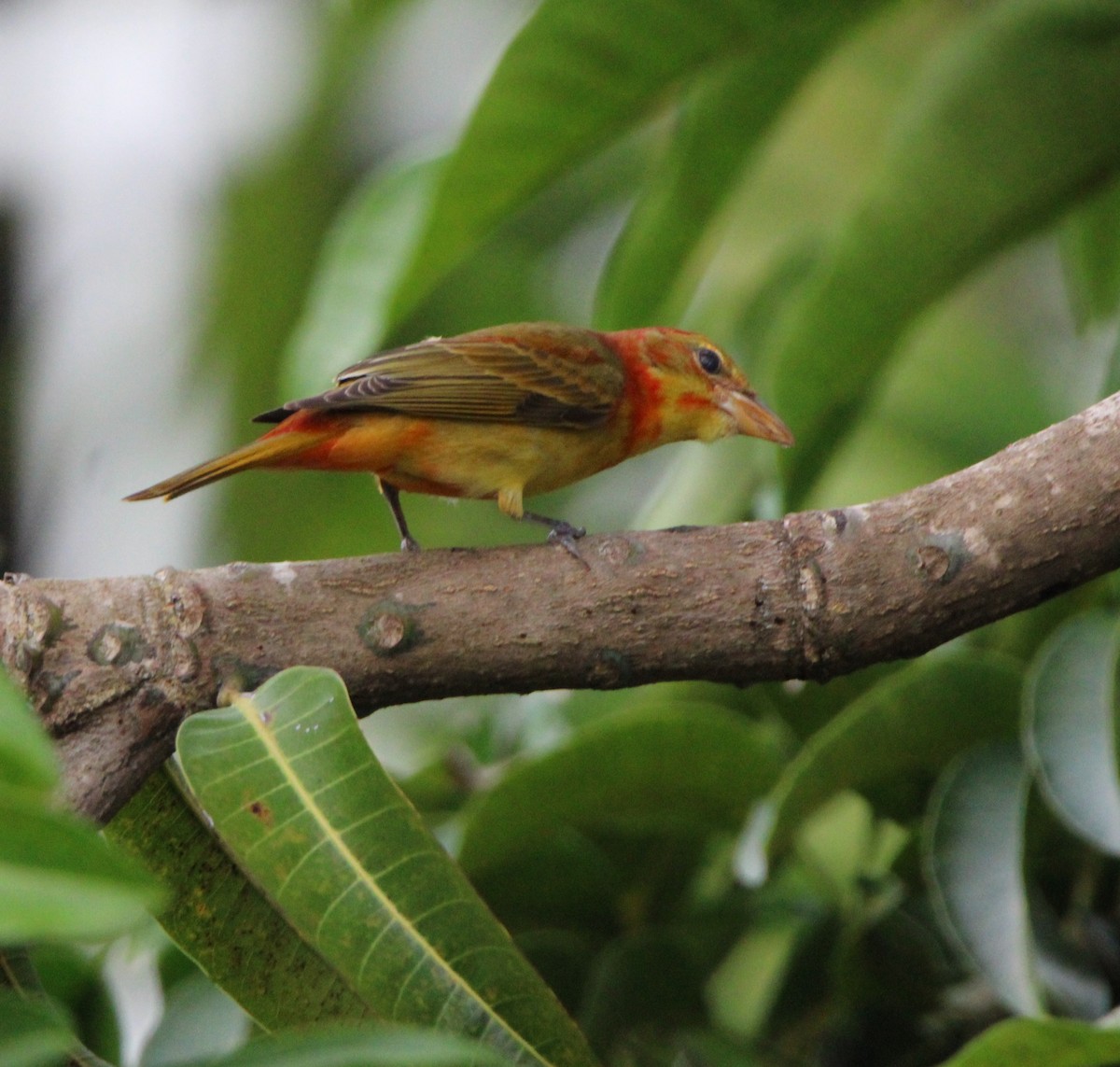 Summer Tanager - ML626499761