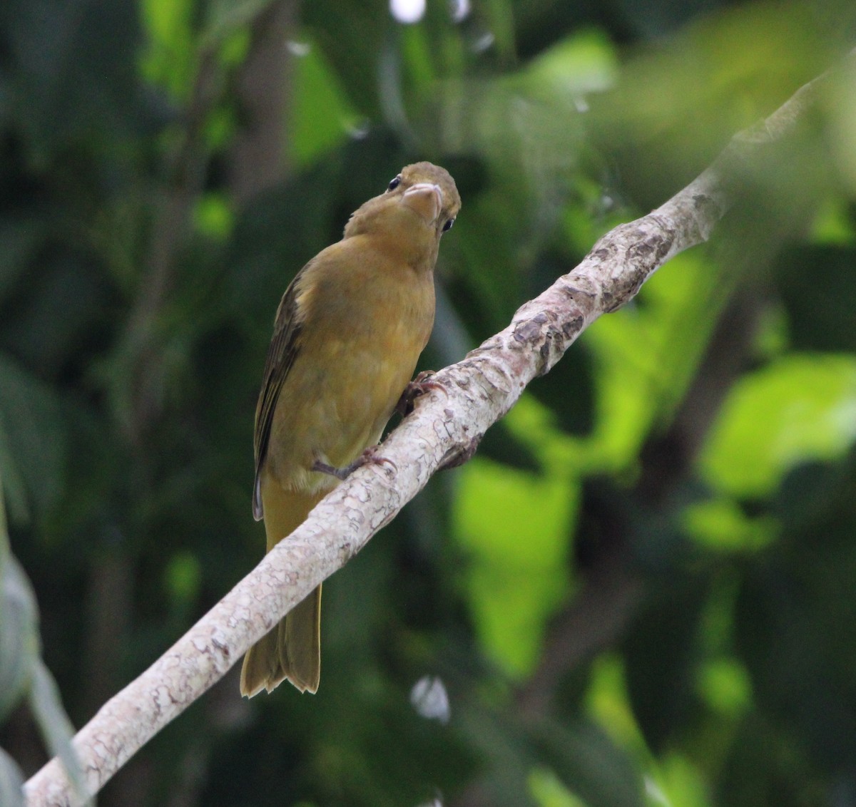 Summer Tanager - ML626499787