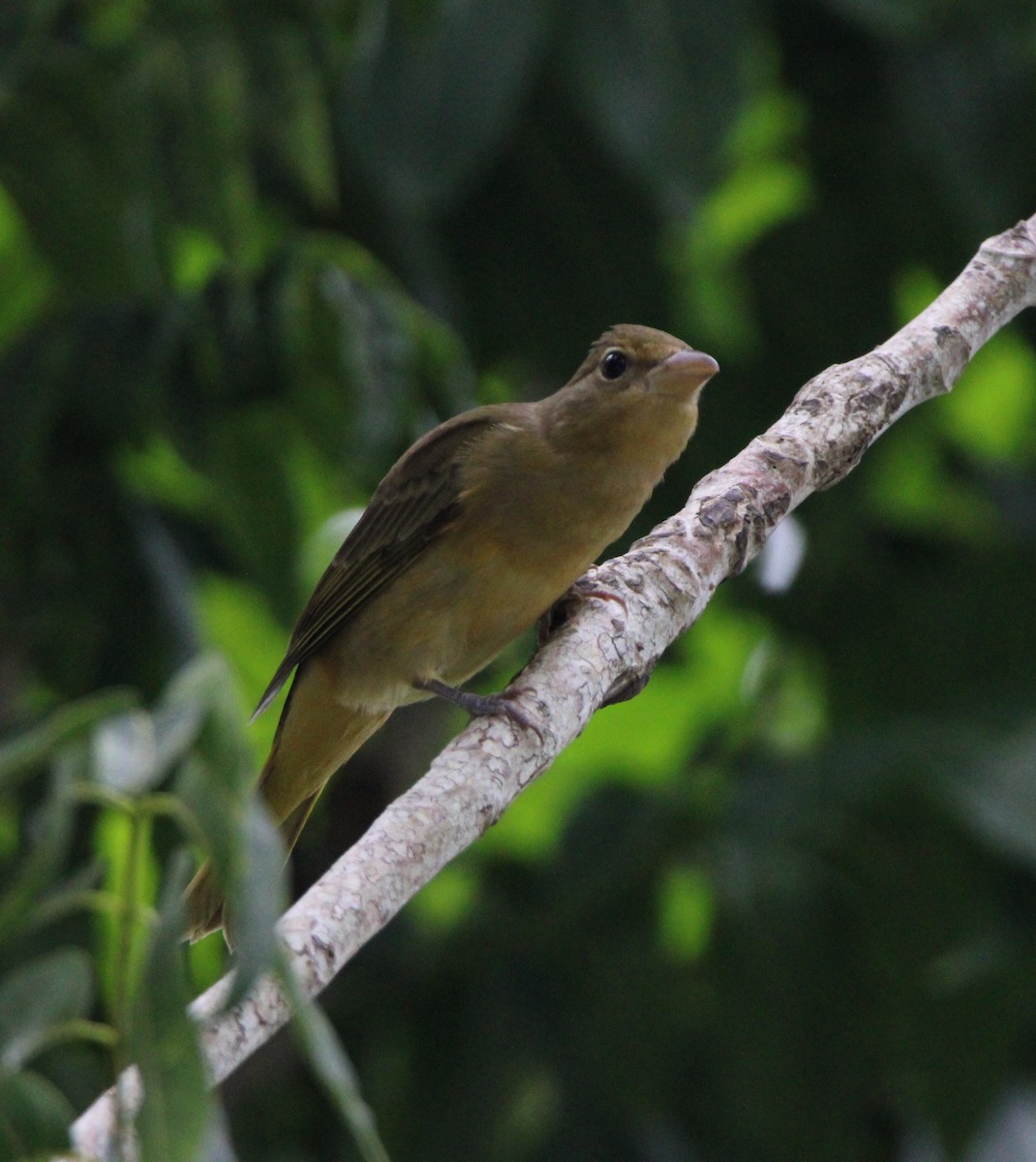 Summer Tanager - ML626499792