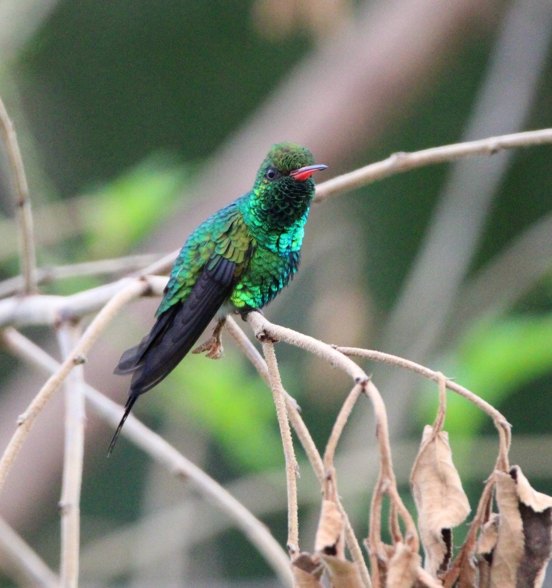 Cozumel Emerald - ML626499831