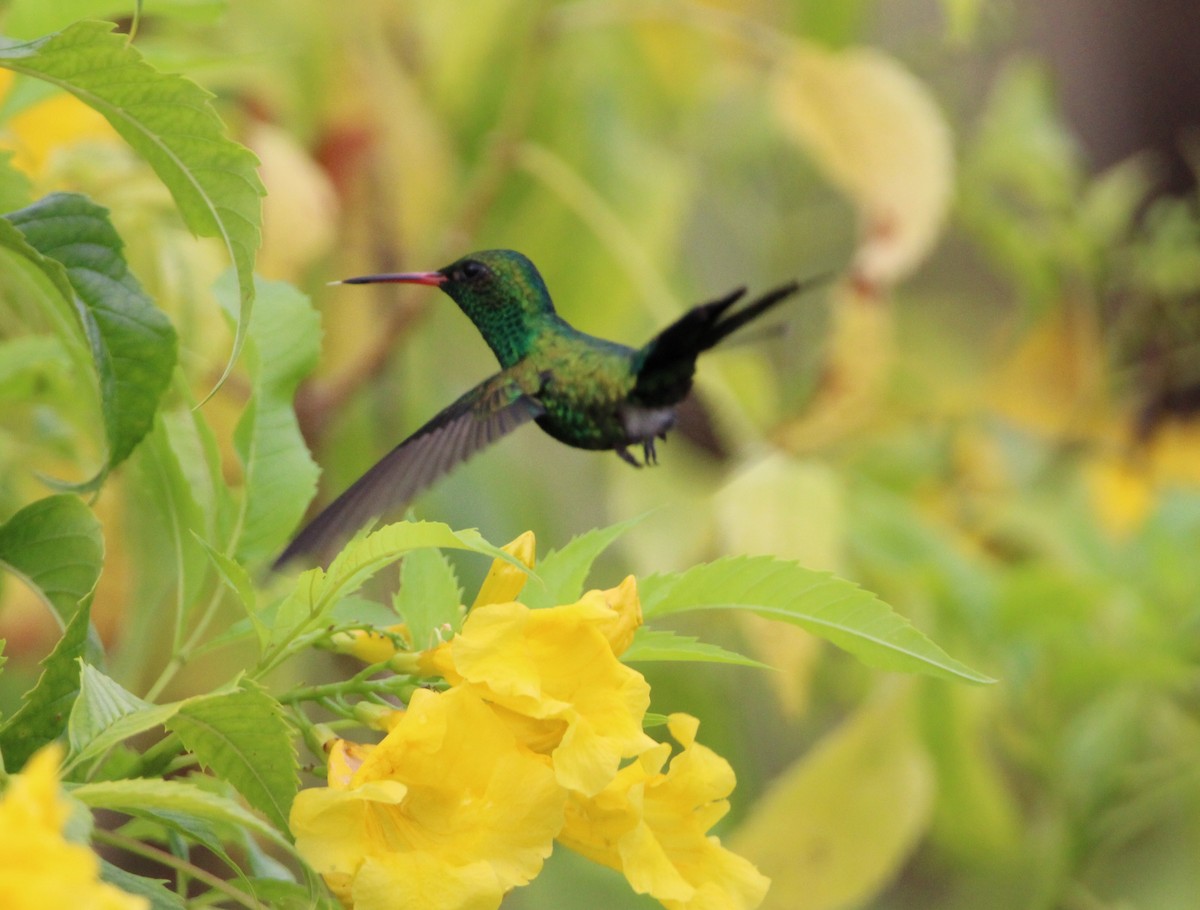 Cozumel Emerald - ML626499832