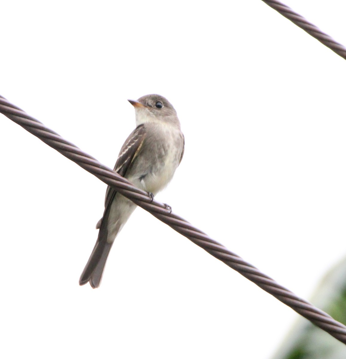 Eastern Wood-Pewee - ML626499919