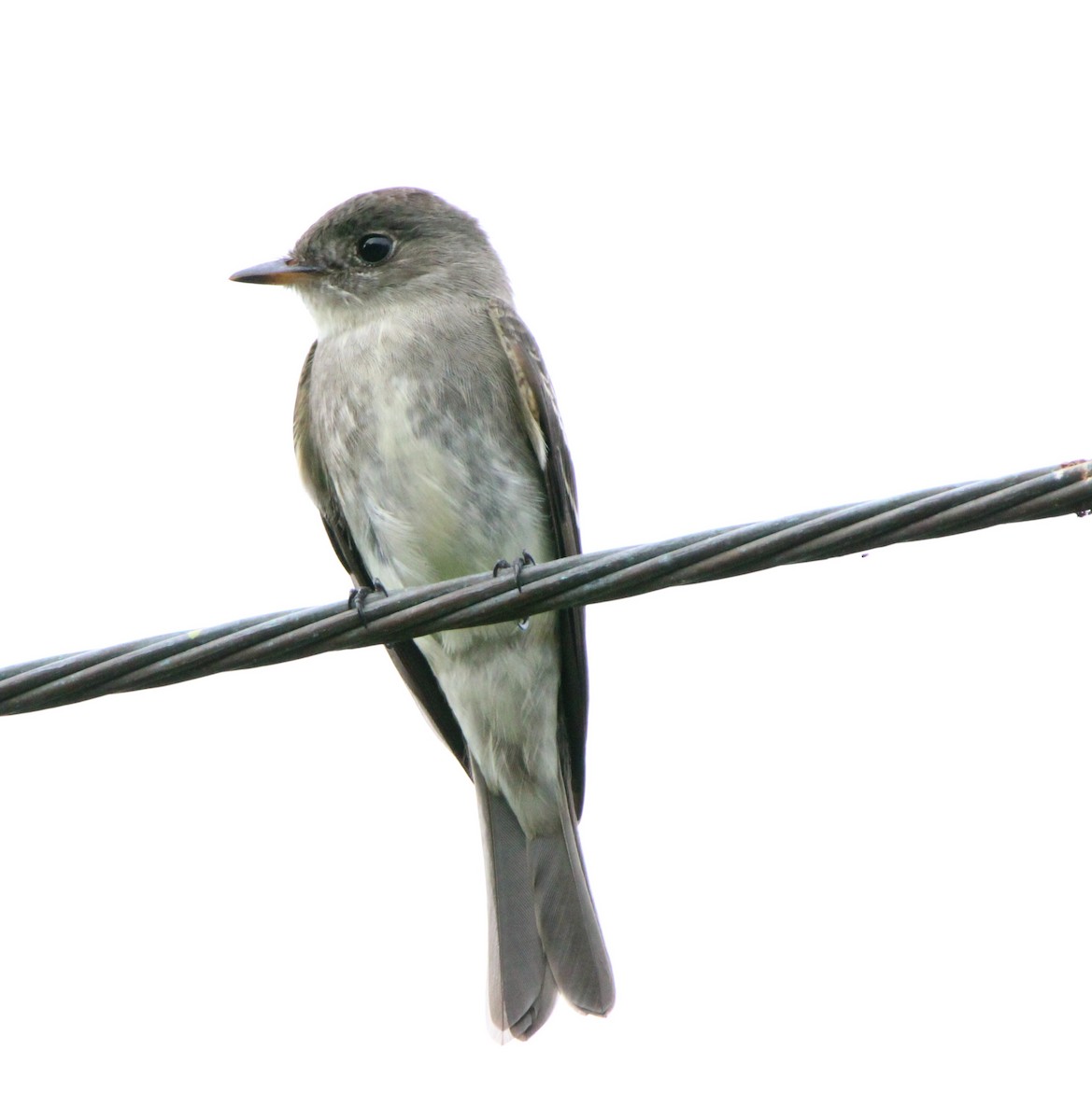 Eastern Wood-Pewee - ML626499922