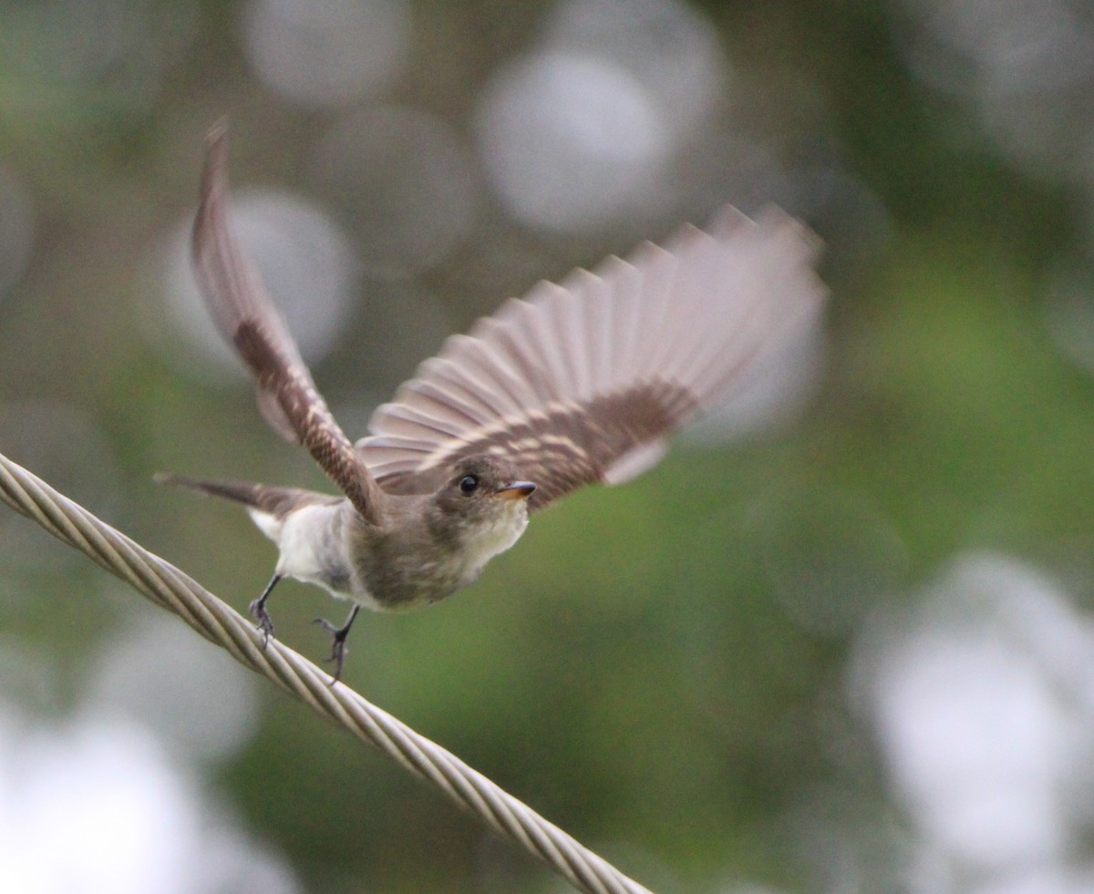 Eastern Wood-Pewee - ML626499927