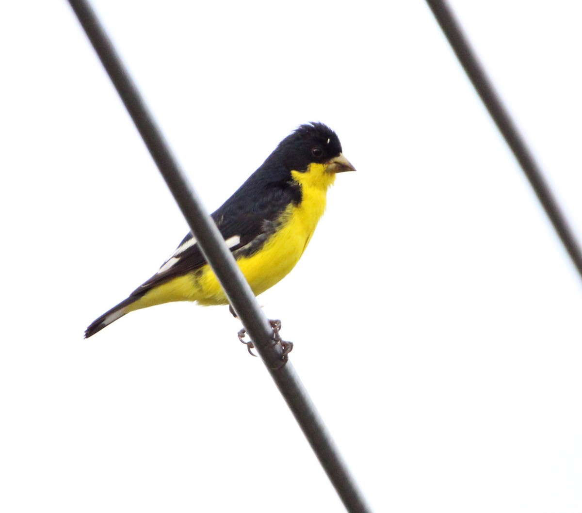 Lesser Goldfinch - ML626499930