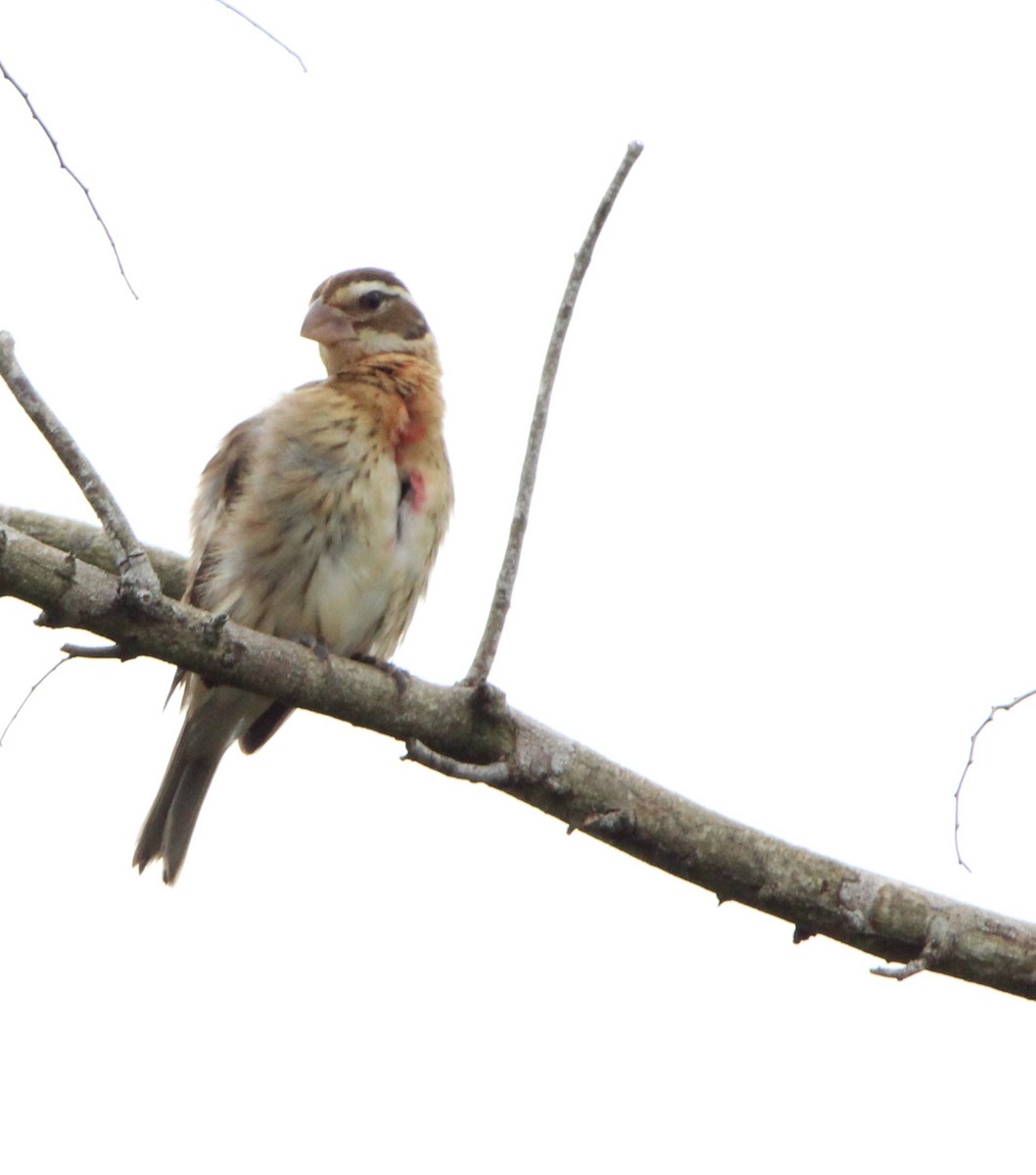 Rose-breasted Grosbeak - ML626499932