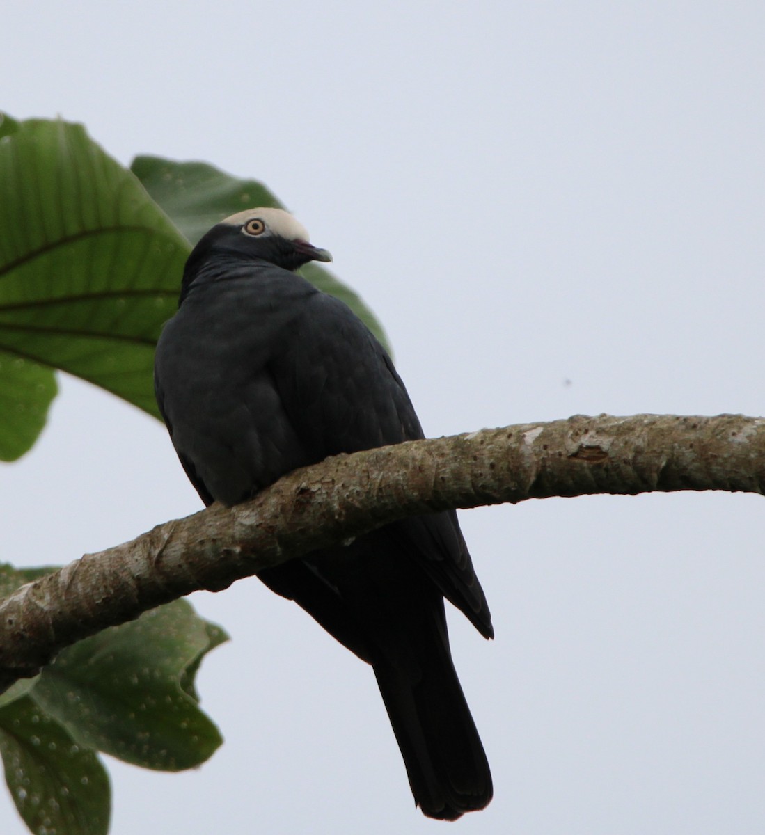 White-crowned Pigeon - ML626499943