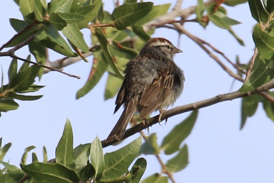 Chipping Sparrow - ML626499949