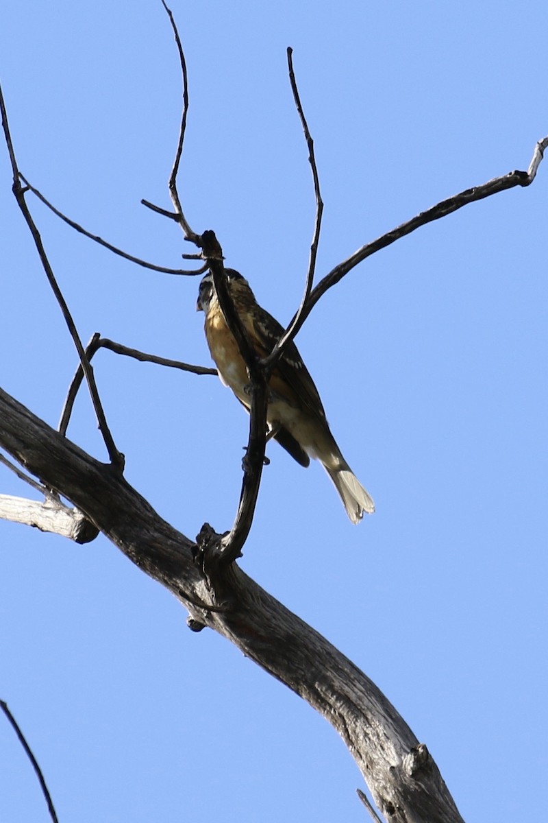 Black-headed Grosbeak - ML626499958