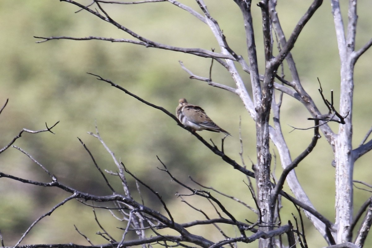 Mourning Dove - ML626499965