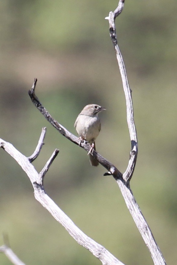 Rufous-crowned Sparrow - ML626499970