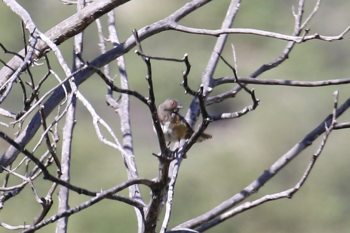 Spotted Towhee - ML626499972