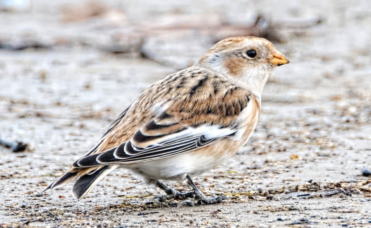 Snow Bunting - ML626499989