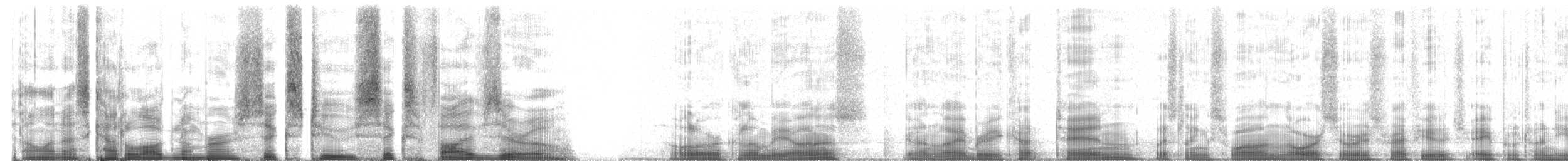 Cygne siffleur (columbianus) - ML62650