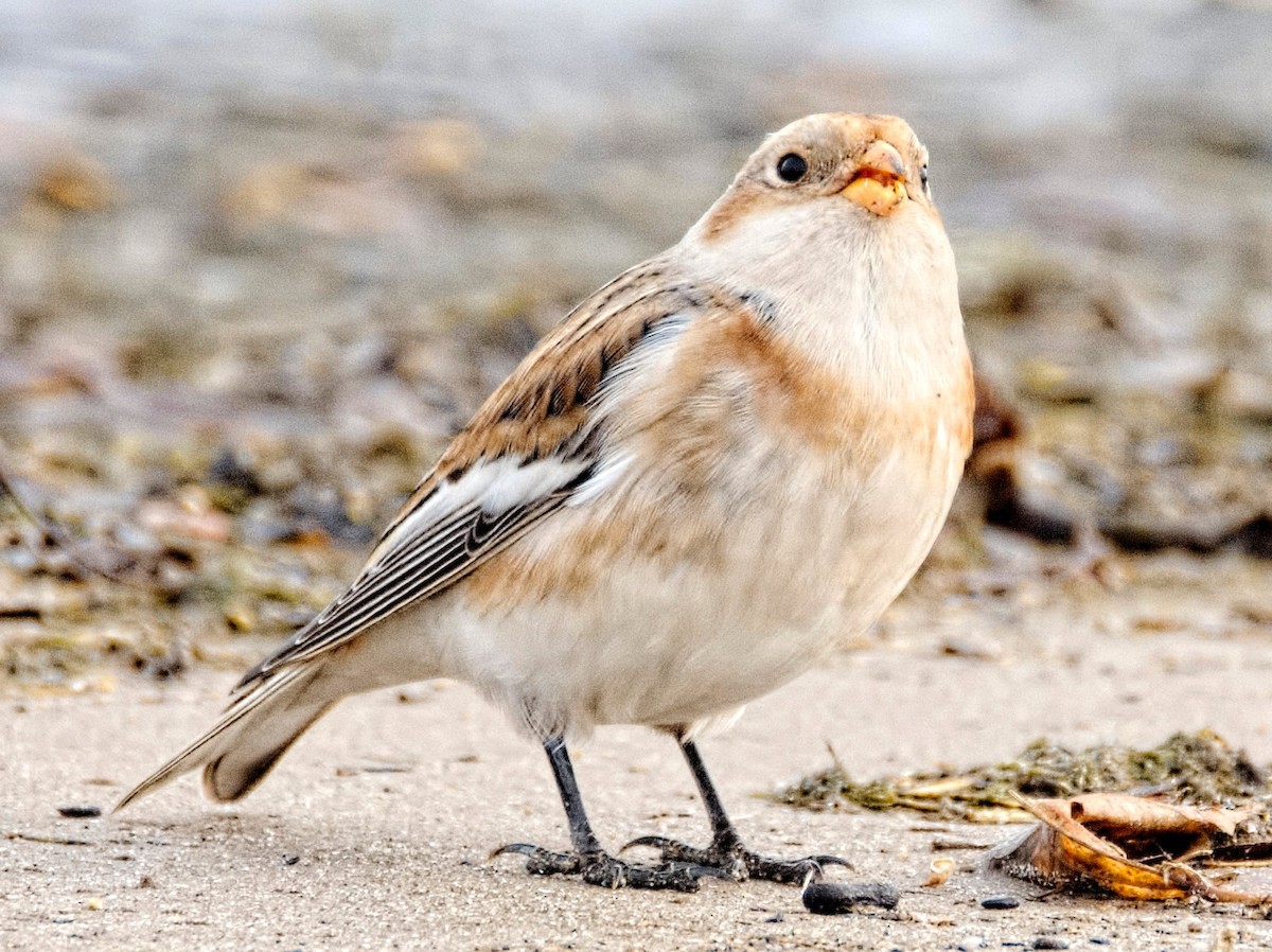 Snow Bunting - ML626500009