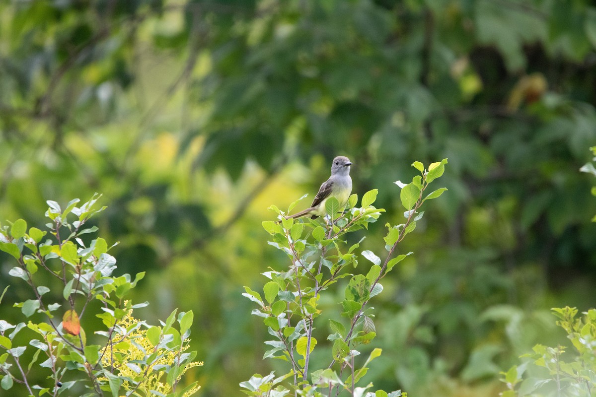 Great Crested Flycatcher - ML626500337