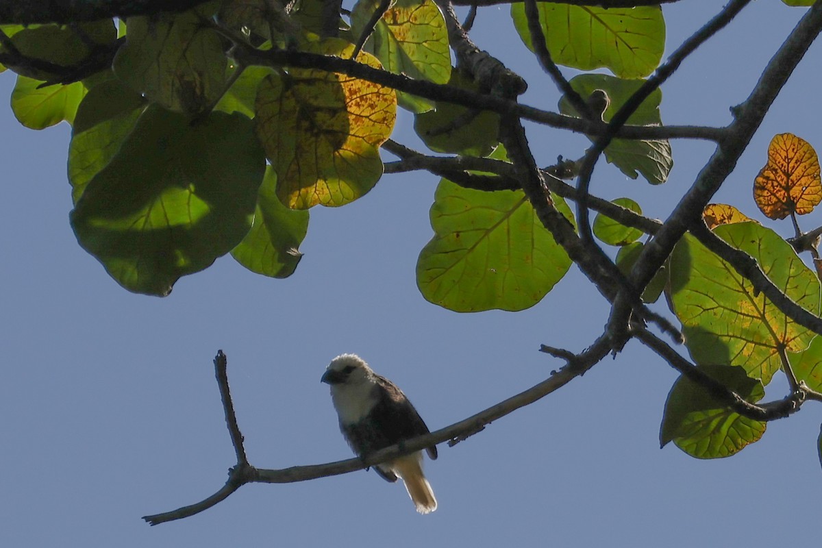 Weißkopf-Bartvogel [leucocephalus-Gruppe] - ML626500486