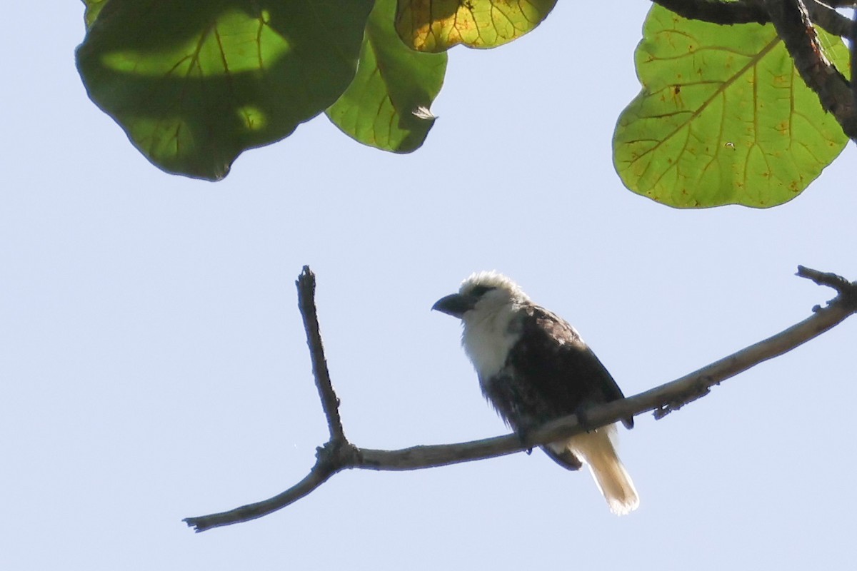 Weißkopf-Bartvogel [leucocephalus-Gruppe] - ML626500487