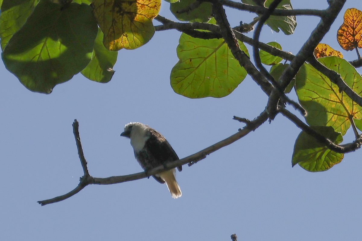 Weißkopf-Bartvogel [leucocephalus-Gruppe] - ML626500488